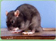 rat control Rottingdean