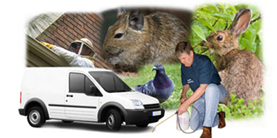 Rottingdean local van